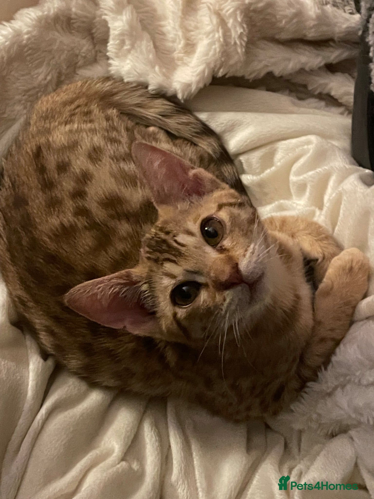 Ocicat cats Adorable Ocicat Kittens  - Advert 1