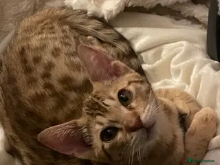 Ocicat cats Adorable Ocicat Kittens - Advert 2