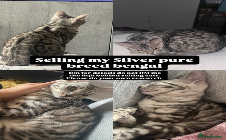 Bengal cats - Advert 1