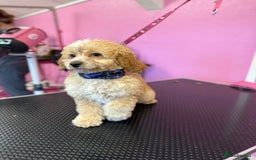 Cockapoo dogs for sale: Cockapoo puppies  - Image 8