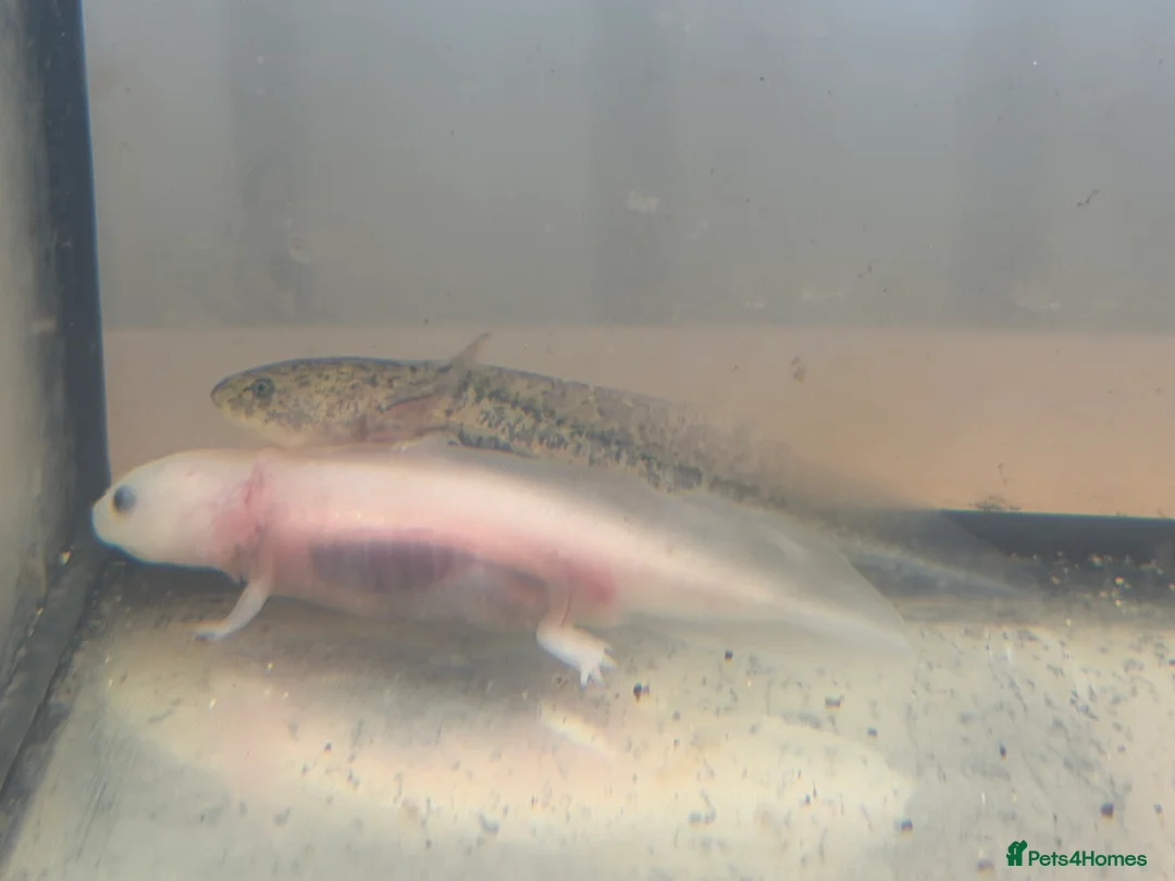 Axolotl reptiles for sale: Axolotl - Advert 22