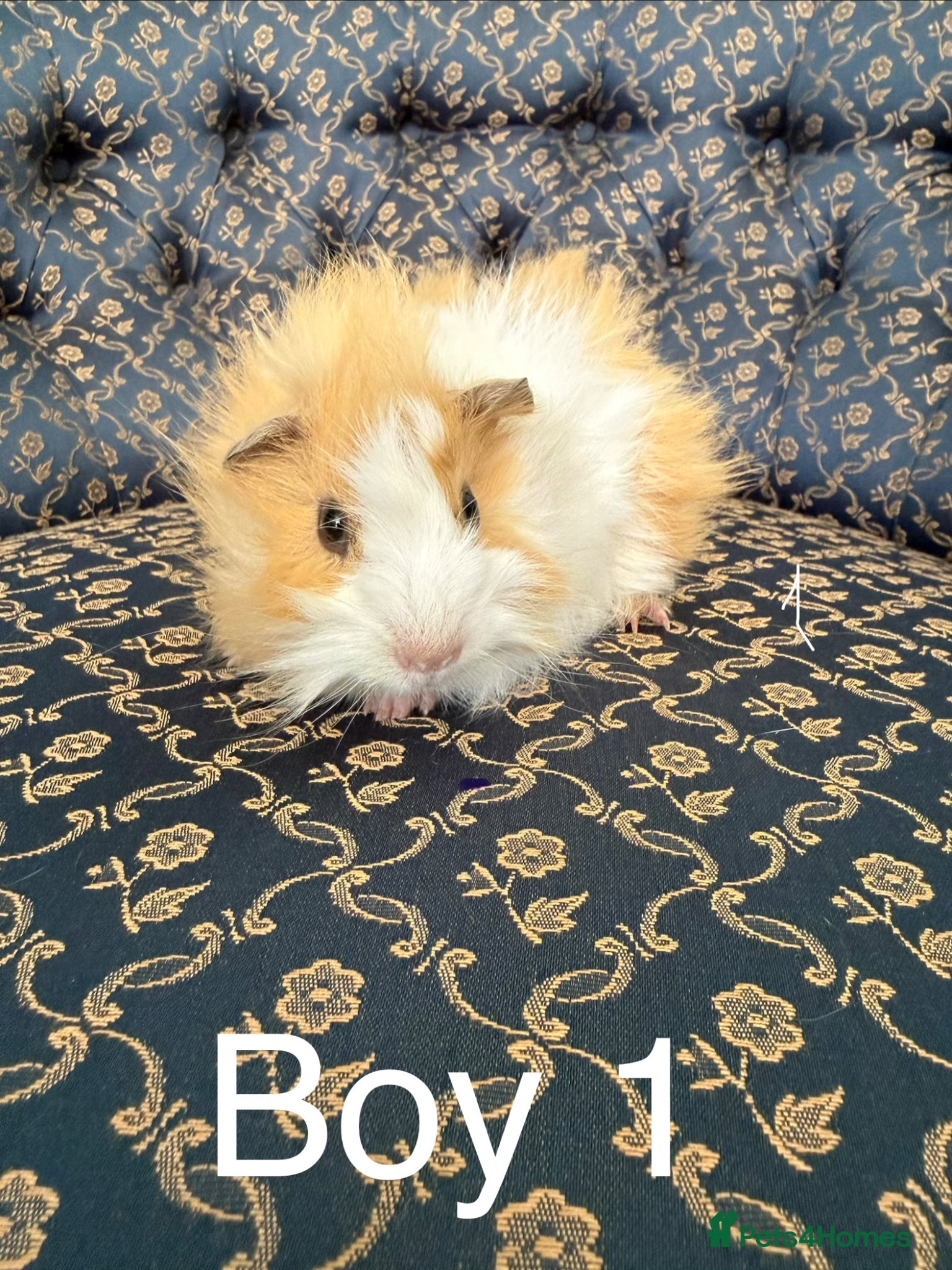 Guinea Pig rodents Baby boar Guinea Pigs - Advert 2