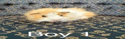 Guinea Pig rodents for sale: Baby boar Guinea Pigs in Trowbridge - Advert 2