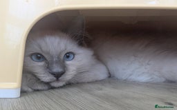 Ragdoll cats for sale: Male Ragdoll Seeks Loving Home💙 - Image 3