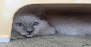 Ragdoll cats - Advert 1
