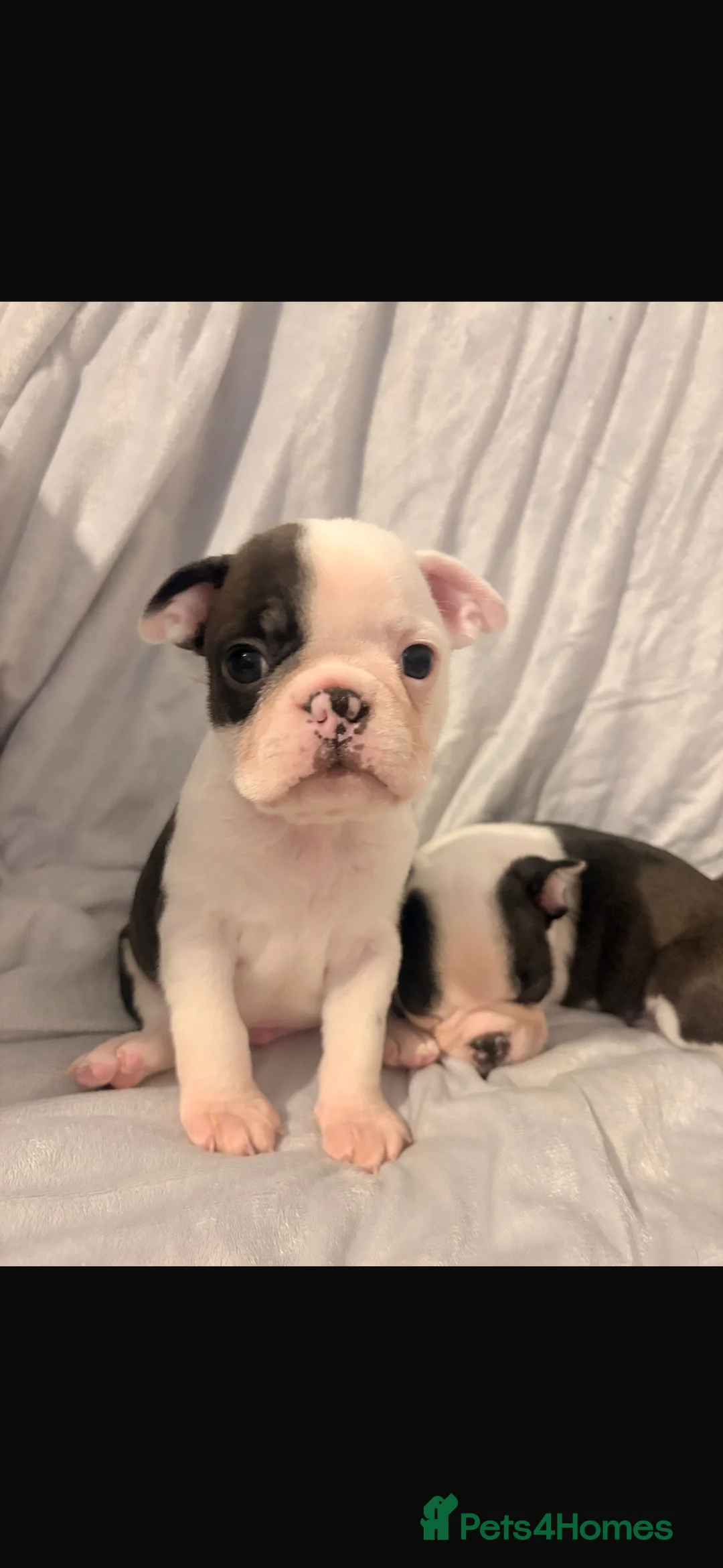 Boston Terrier dogs for sale: Boston Terrier Puppies  in Llanelli - Advert 2