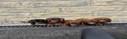 Miniature Dachshund dogs for sale: Minature Dachshund puppies ready to leave  in Blackburn - Advert 5