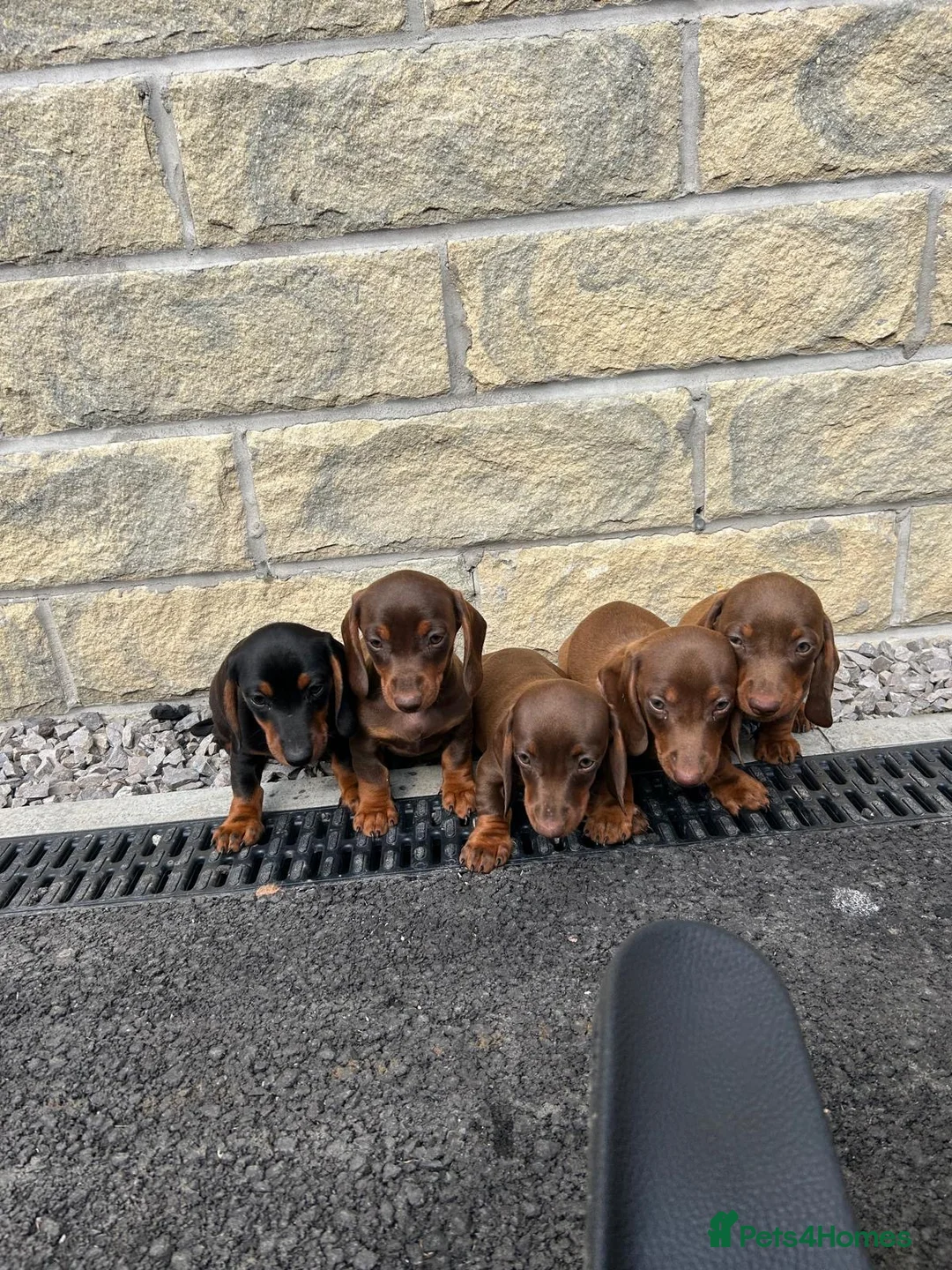 Miniature Dachshund dogs for sale: Minature Dachshund puppies ready to leave  in Blackburn - Advert 5
