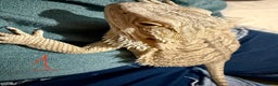 Bearded Dragon reptiles for sale: 3 x Juvenile bearded dragons  - Advert 3
