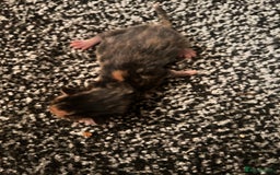 Mixed Breed cats for sale: Ragdoll x DSH Calico kittens - Image 3