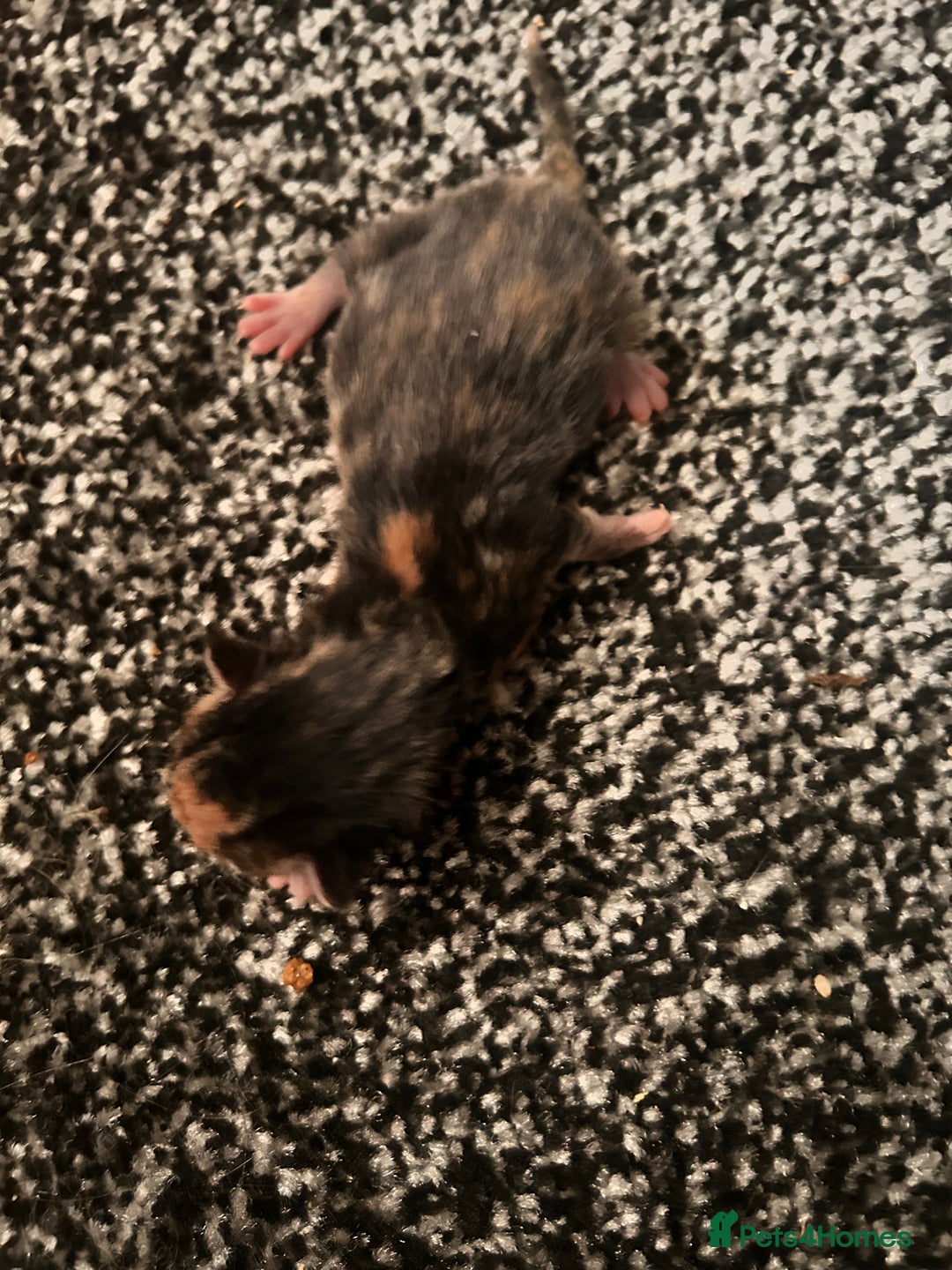 Mixed Breed cats for sale: Ragdoll x DSH Calico kittens - Image 3