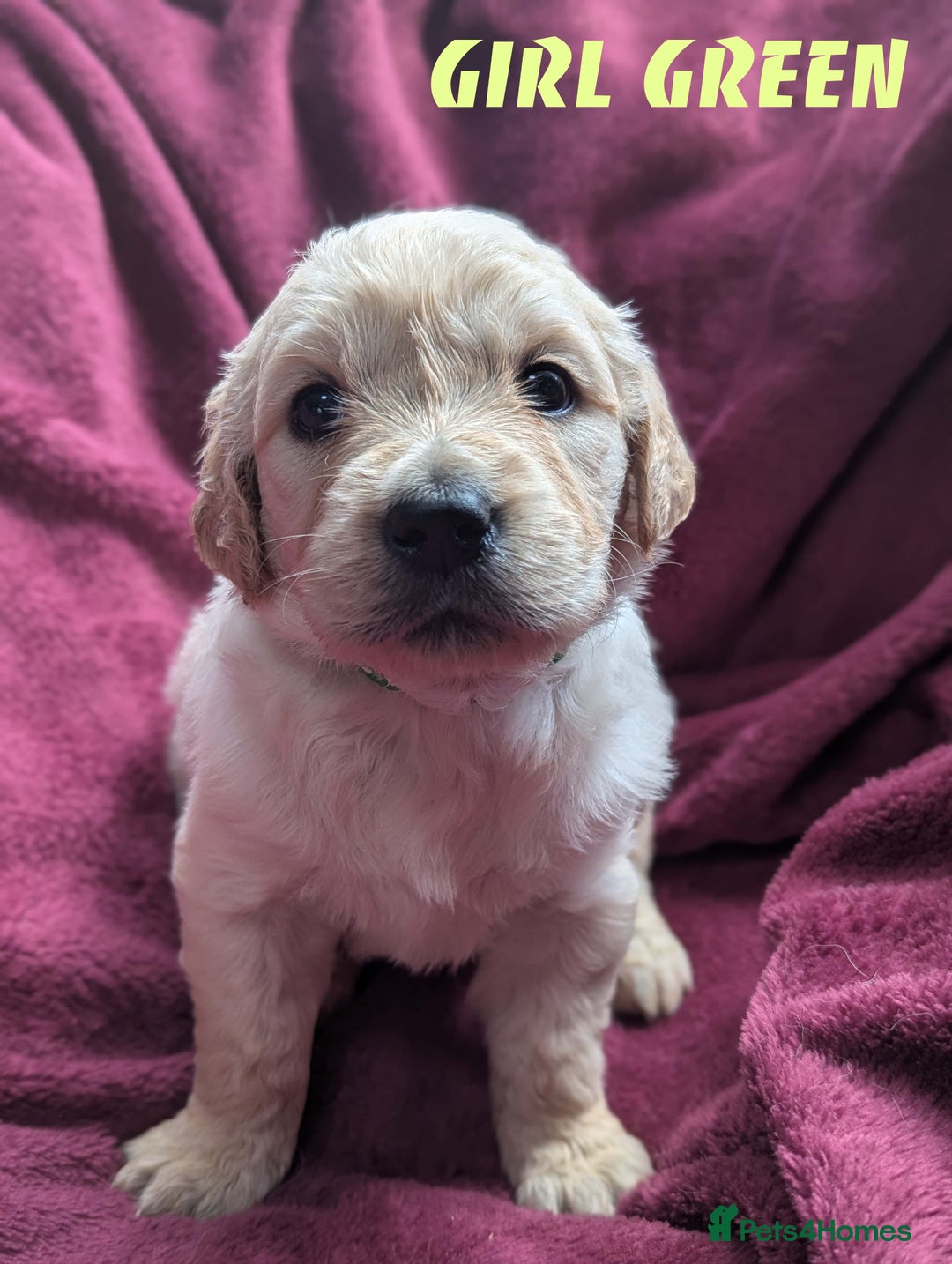 Golden Retriever dogs for sale: Stunning pure-breed Golden Retriever puppies - Image 6