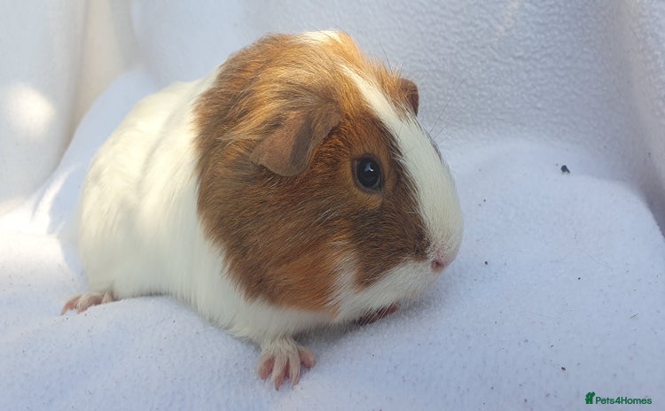 Guinea Pig rodents - Advert 2