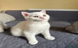 British Shorthair cats for sale: Stunning British Shorthair Kittens & adule cat - Image 22