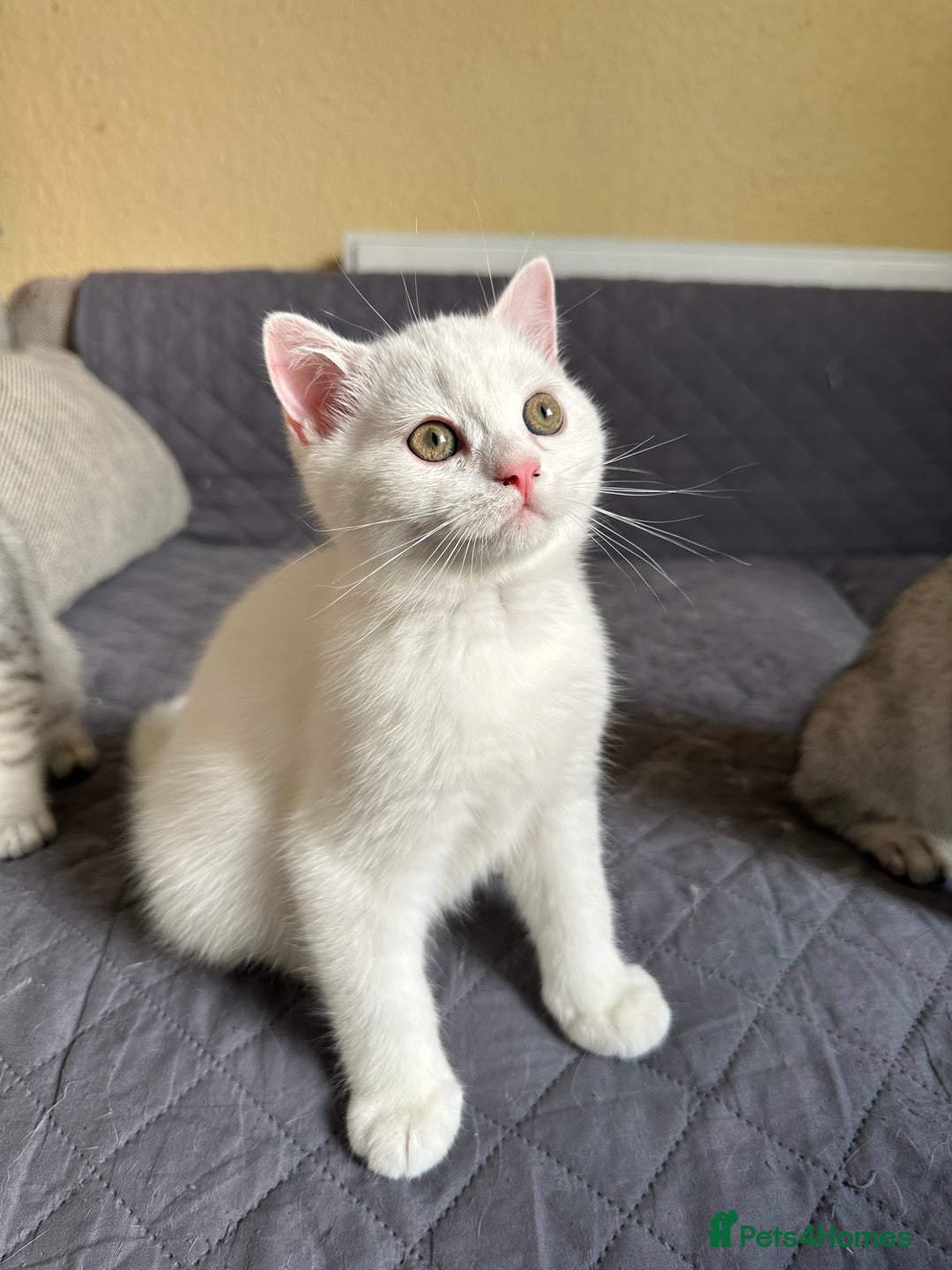 British Shorthair cats for sale: Stunning British Shorthair Kittens & adule cat - Image 22