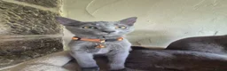 Russian Blue cats for sale: Beautiful Russian Blue kittens - Advert 12