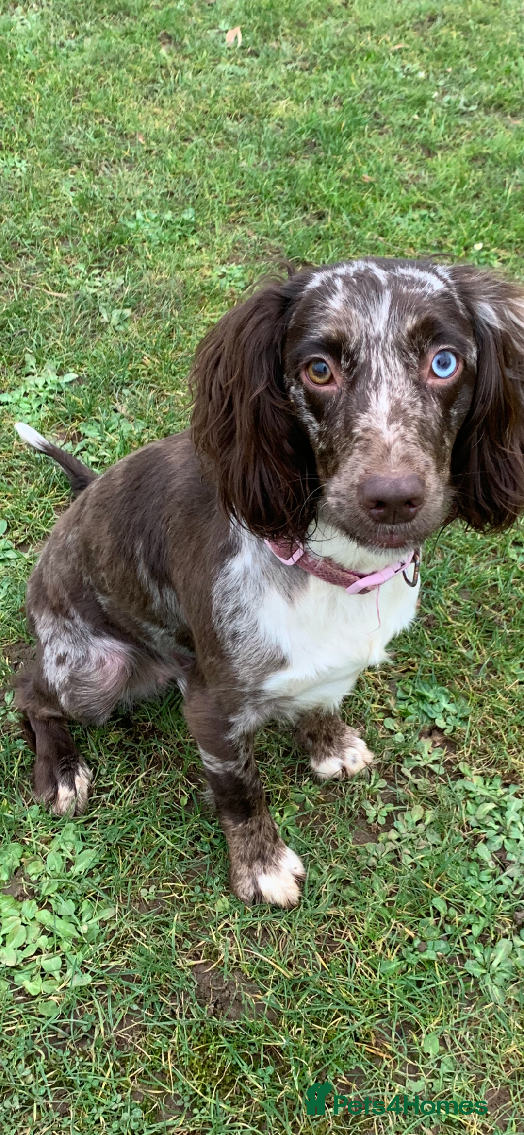 Cockapoo dogs for sale: Cockapoo puppies  - Image 4