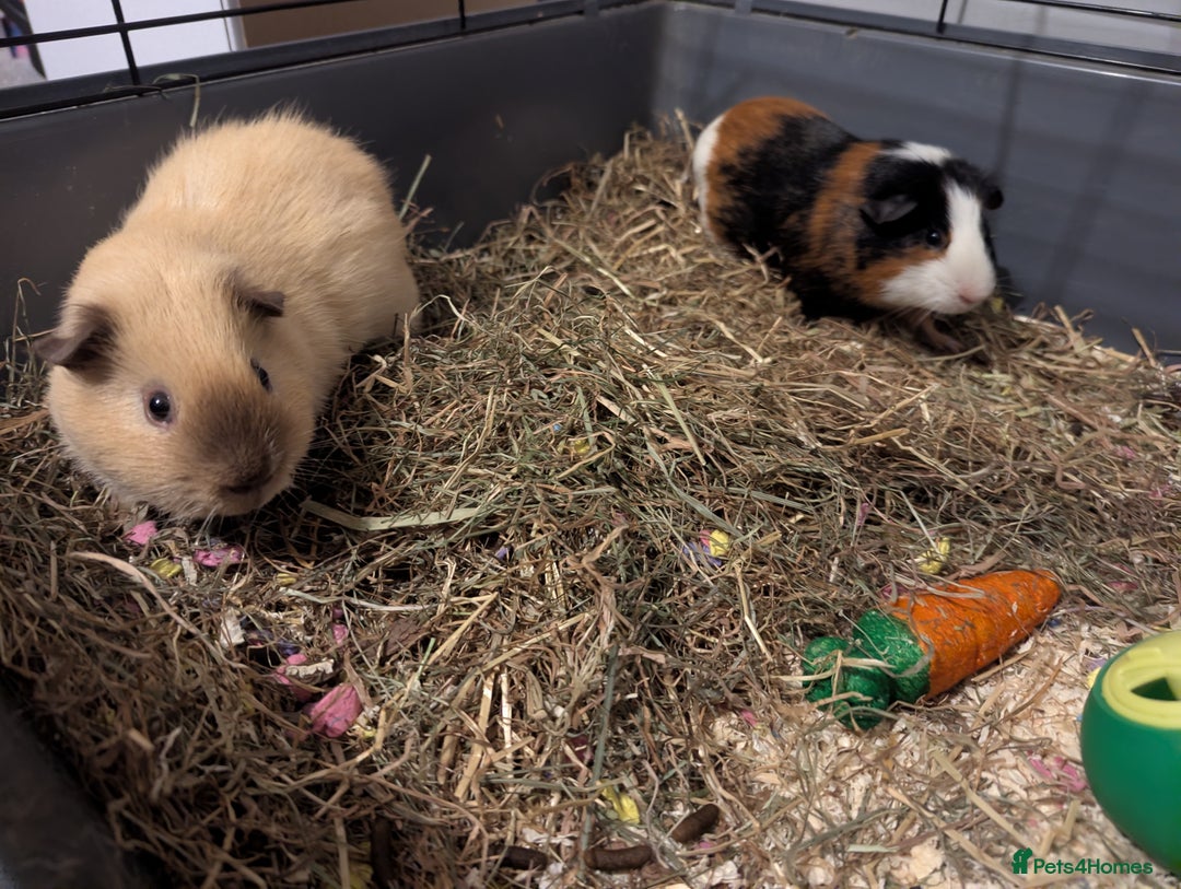 Guinea Pig rodents for sale: Pair of bonded male guinea pigs - Advert 4