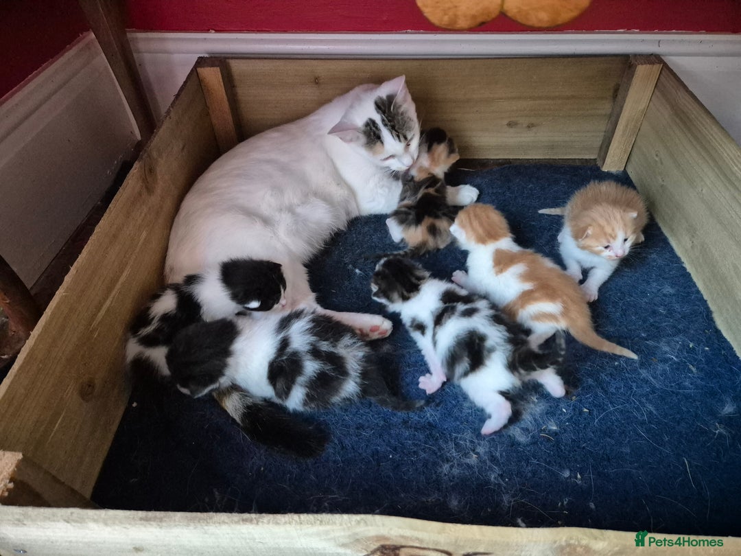 Mixed Breed cats for sale: Kittens for Sale in Chulmleigh - Image 3