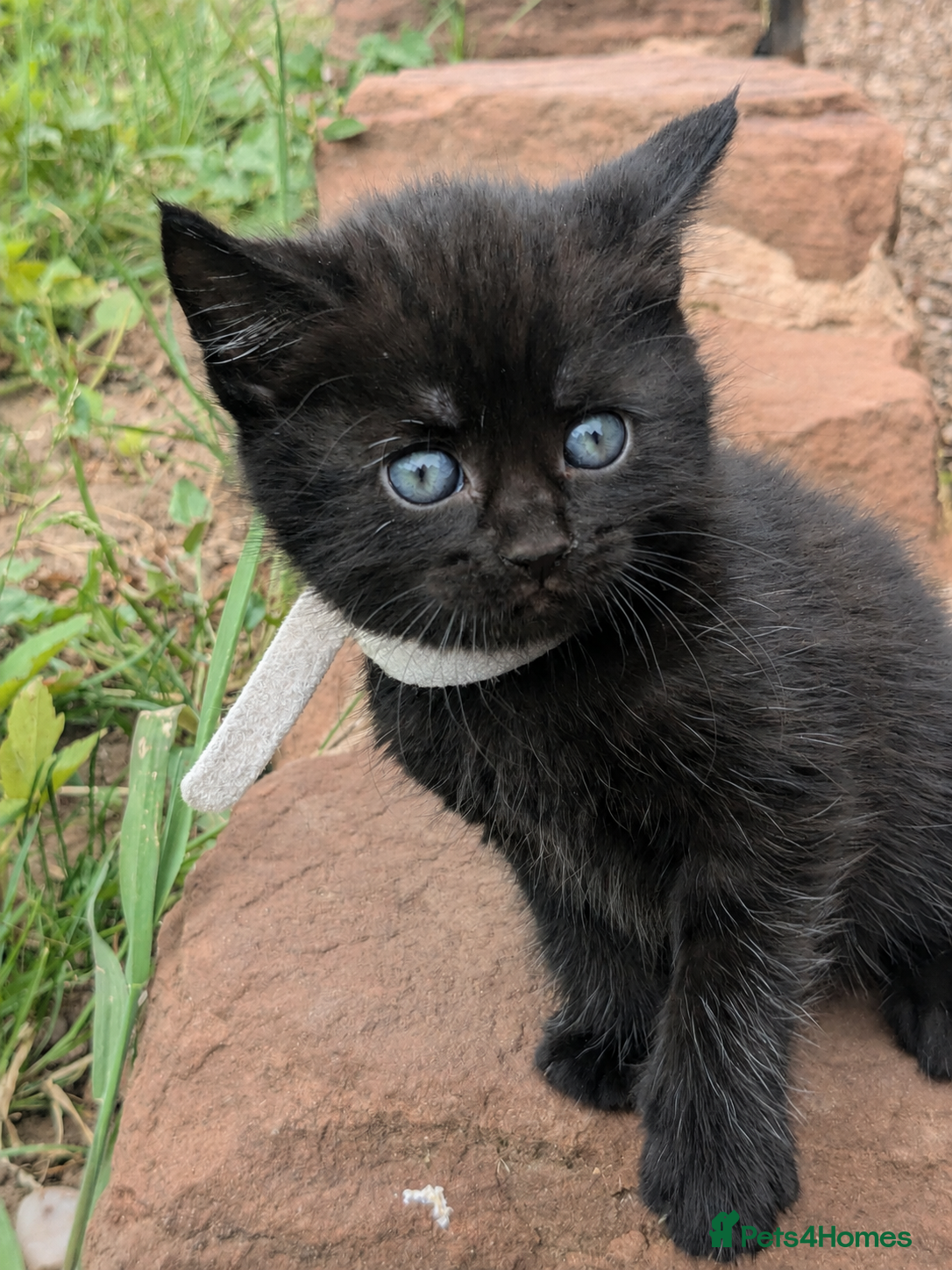 Mixed Breed cats 3 kittens for sale  - Advert 1