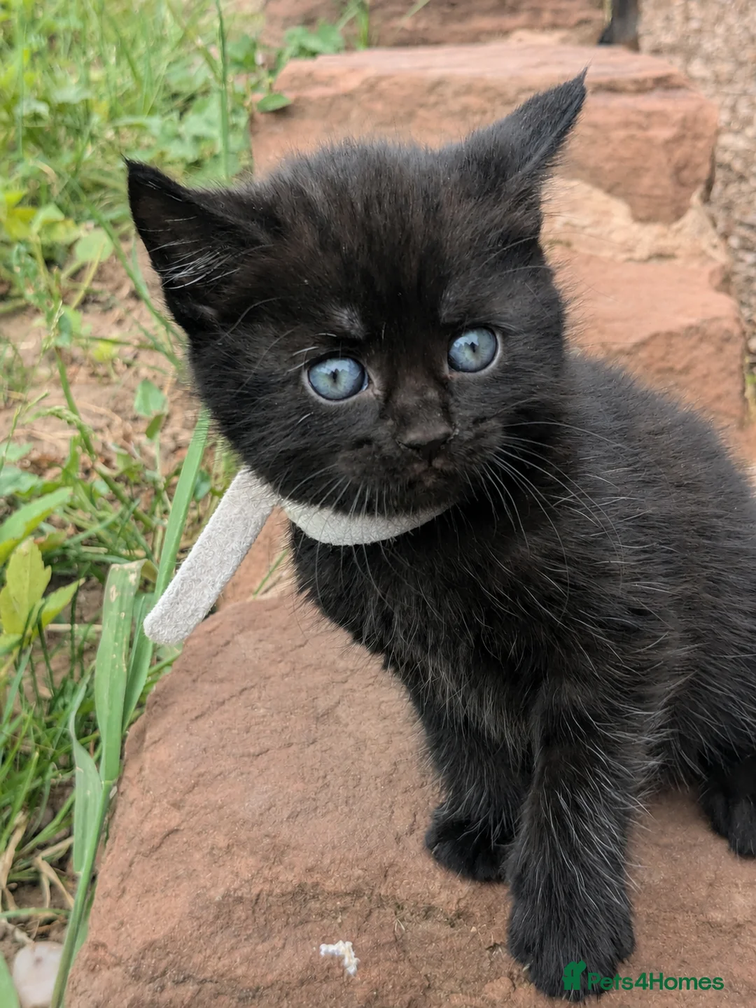 Mixed Breed cats for sale: 3 kittens for sale  - Advert 1