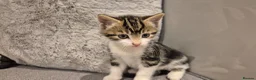Mixed Breed cats for sale: 6 lovely kittens - Advert 14
