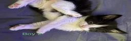 Mixed Breed cats for sale: 3 beautiful kittens for sale - Advert 6