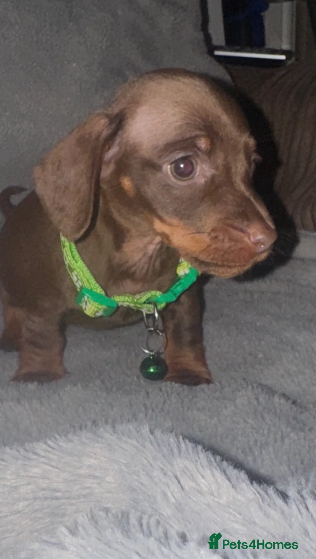 Miniature Dachshund dogs for sale: Ready in 4 days! - Advert 2