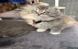 Scottish Fold cats for sale: Stunningly beautiful Scottish Fold x Ragdoll  - Image 29