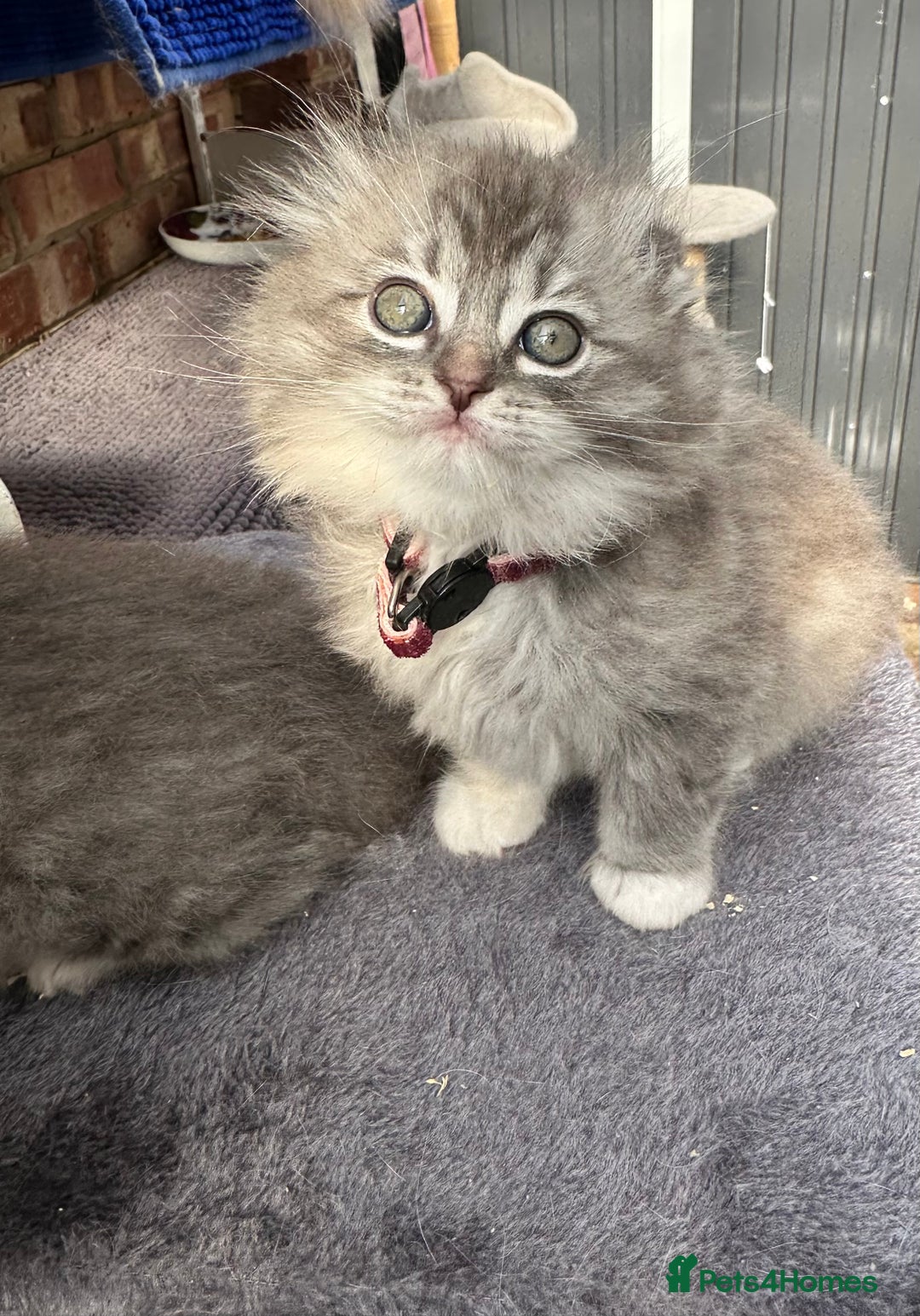 Scottish Fold cats for sale: Stunningly beautiful Scottish Fold x Ragdoll  - Image 29