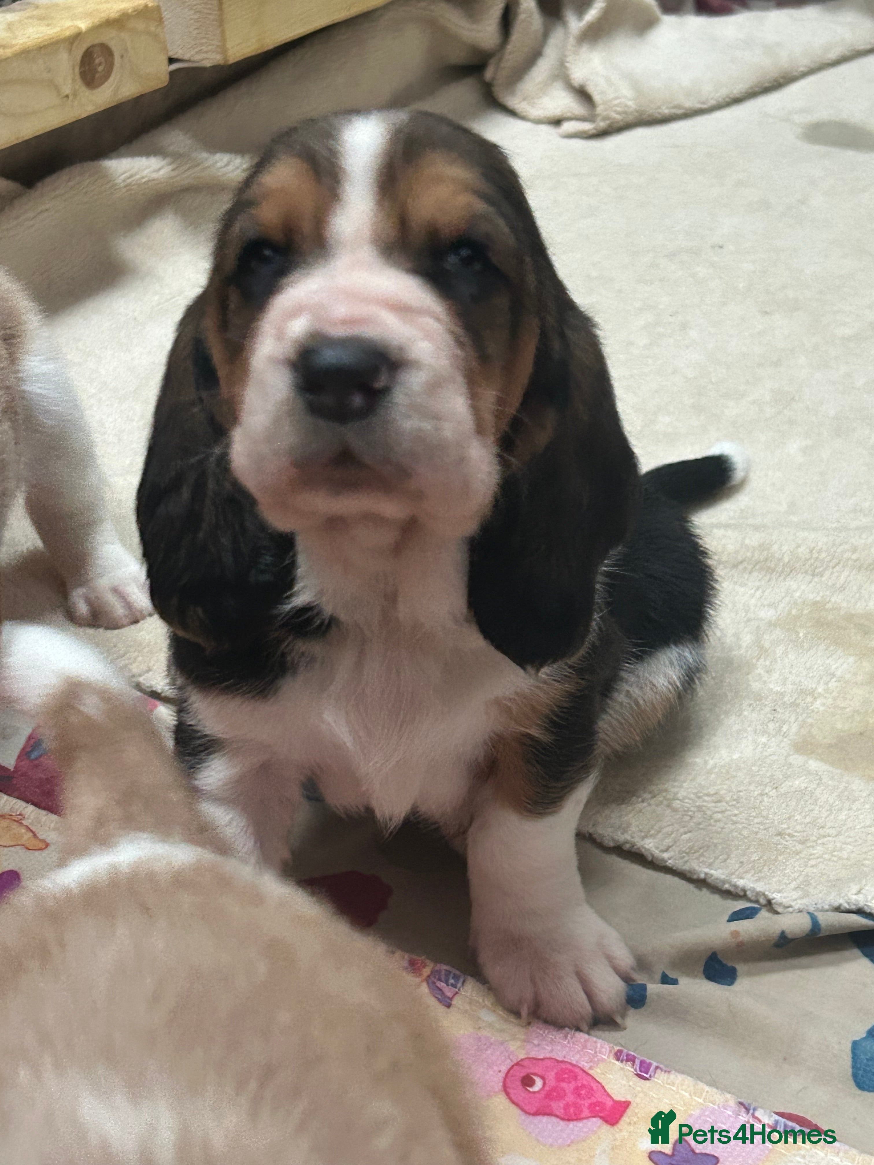 Basset Hound dogs Stunning Basset hound puppies!! KC reg. - Advert 1