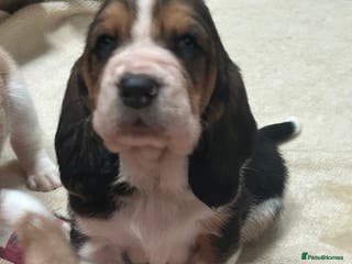 Basset Hound dogs Stunning Basset hound puppies!! KC reg. - Advert 4