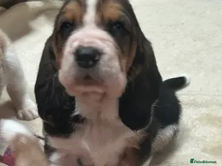 Basset Hound dogs Stunning Basset hound puppies!! KC reg. - Advert 15