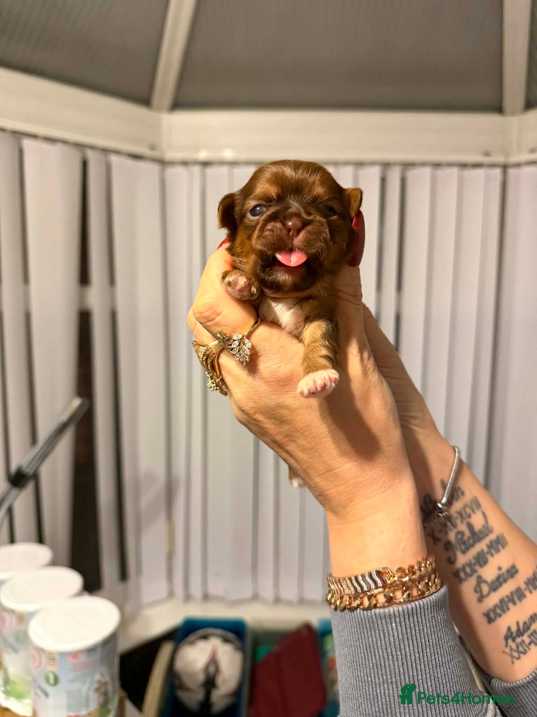 Shih Tzu dogs for sale: Imperial Shih Tzu  - Advert 5