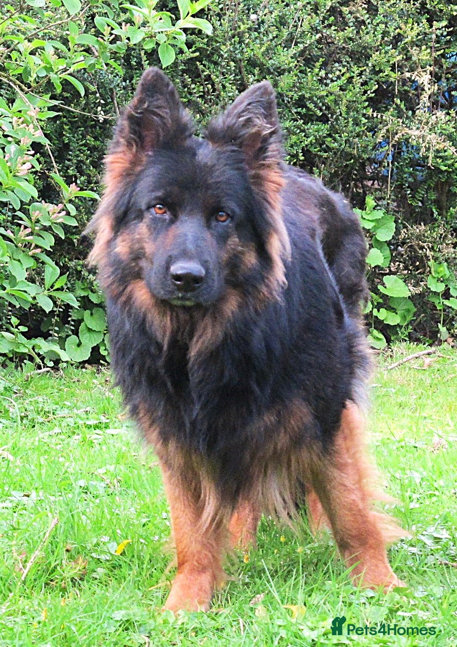 German Shepherd dogs Long coat GSD Pups With Health tested Parents - Advert 3