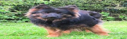 German Shepherd dogs for sale: Long coat GSD Pups With Health tested Parents - Advert 1