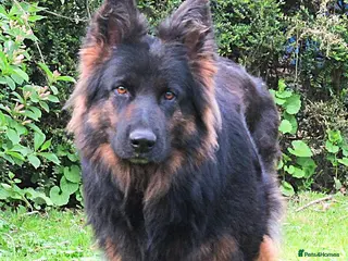 German Shepherd dogs Long coat GSD Pups With Health tested Parents - Advert 3