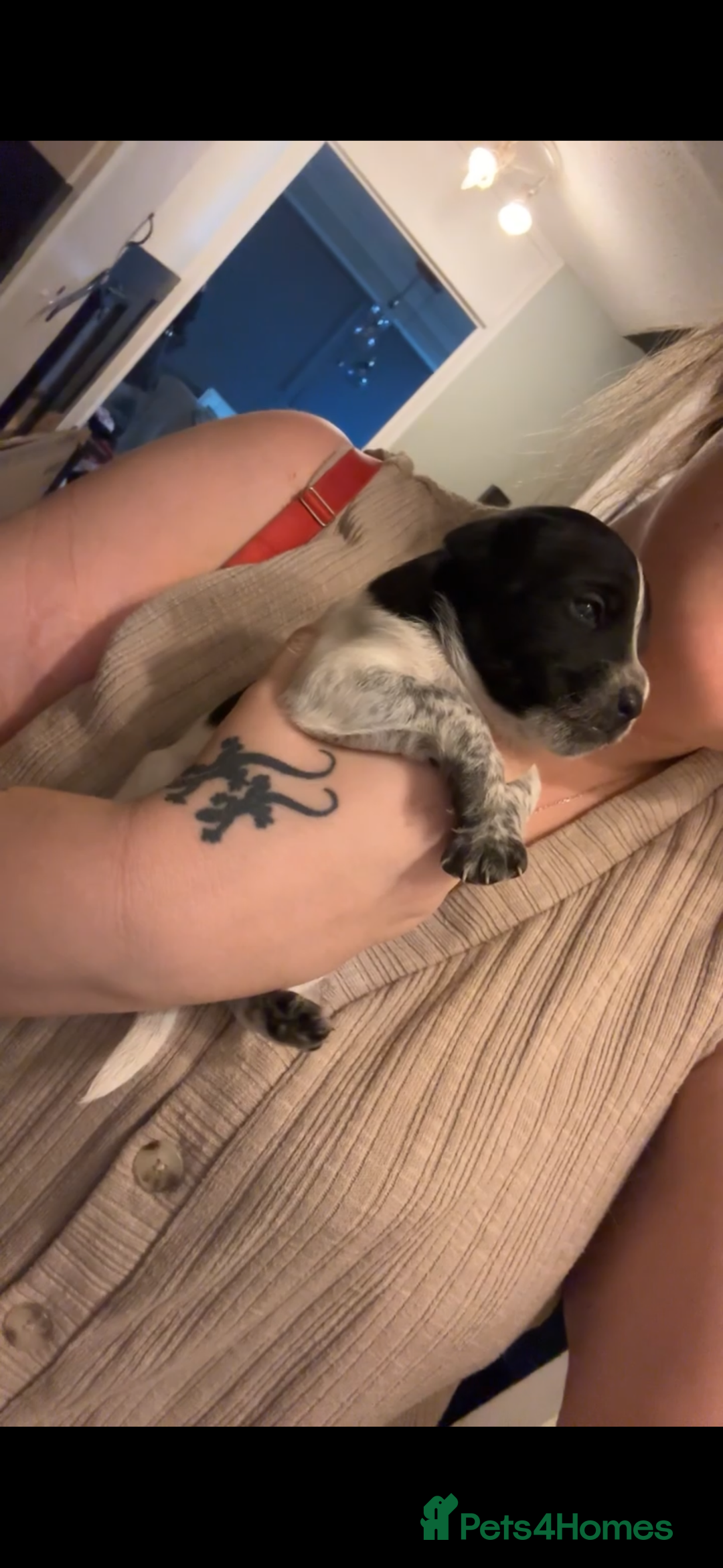 Mixed Breed dogs for sale: Mixed breed puppies  - Image 8