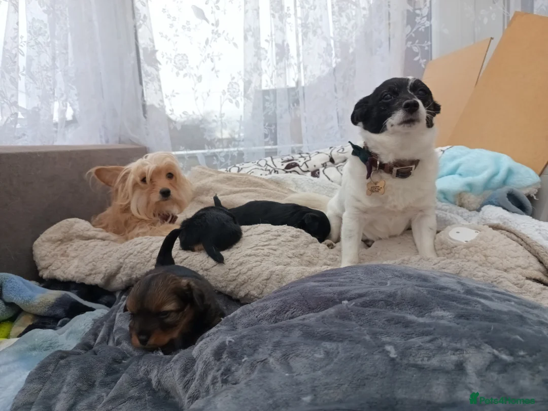 Mixed Breed dogs for sale: Small Mixed Breed Puppy  - Advert 5