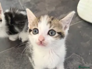 Mixed Breed cats 2 gorgeous Male kittens (price is negotiable) - Advert 1