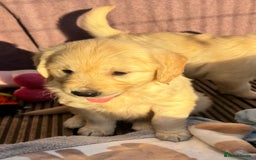 Golden Retriever dogs for sale: QUALITY GOLDEN RETREIVER PUPPIES - Image 17