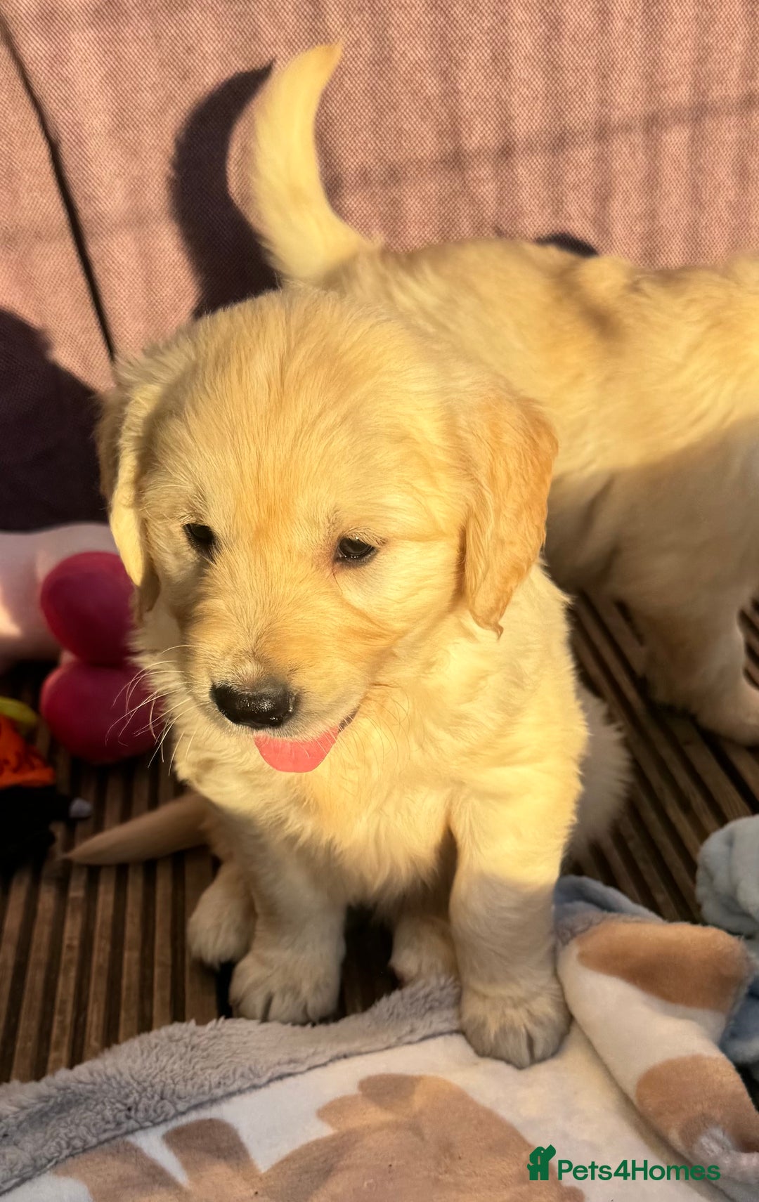 Golden Retriever dogs for sale: QUALITY GOLDEN RETREIVER PUPPIES - Image 17