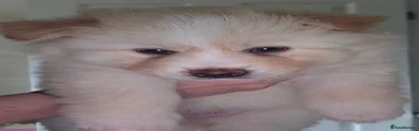 Simon 