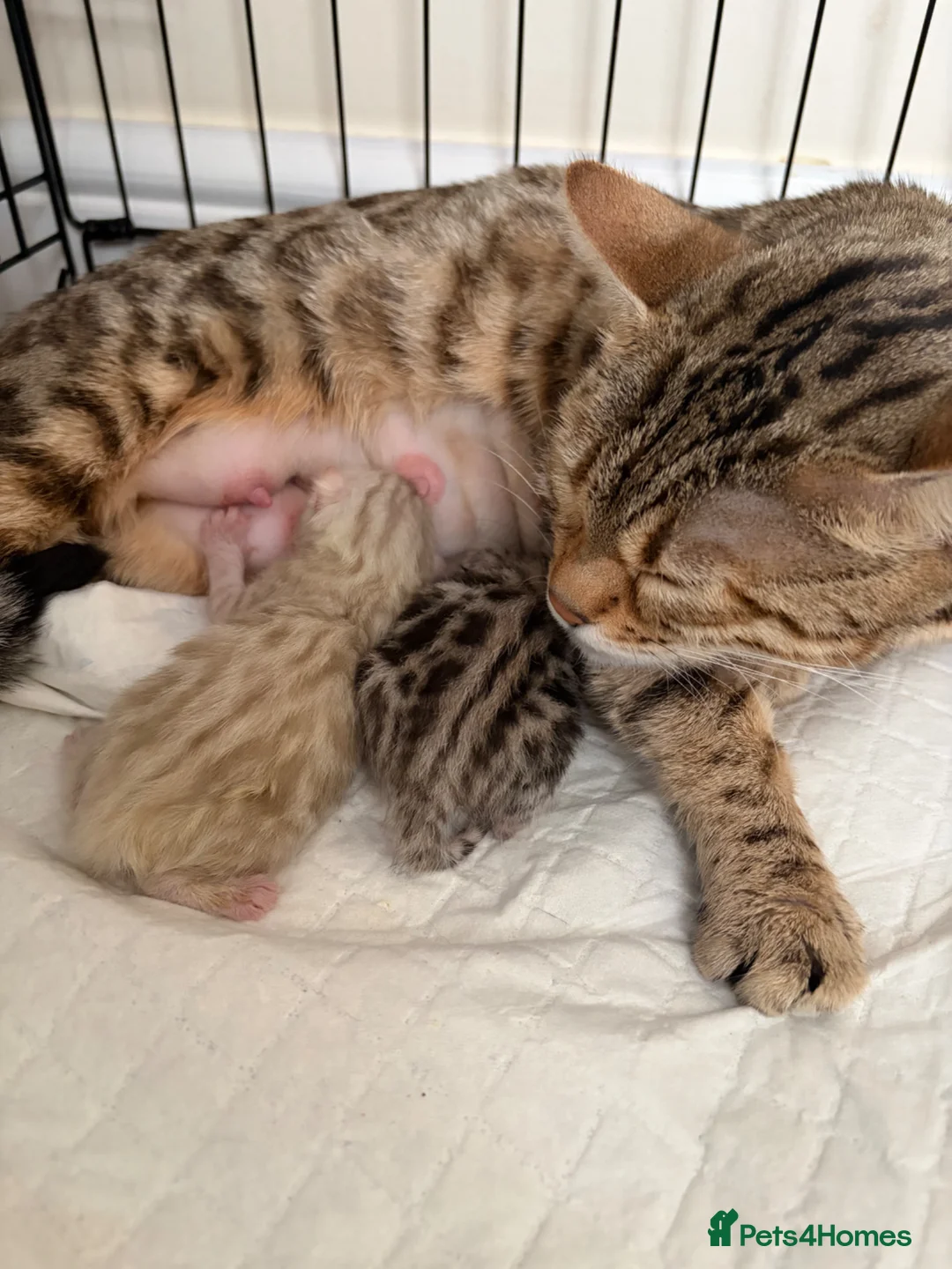 Bengal cats for sale: Pure Bengal Silver Female  - Advert 2