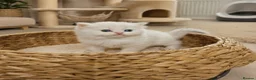 British Longhair cats for sale: Fluffy Chunky British Longhair  - Advert 5