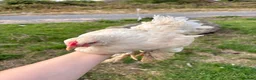 Chickens poultry for sale: Large Fowl Brahma Cockerels Mixed Colours - Advert 10
