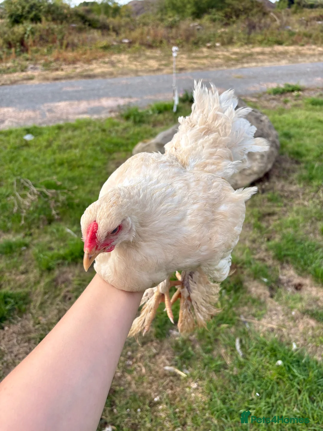 Chickens poultry for sale: Large Fowl Brahma Cockerels Mixed Colours - Advert 10