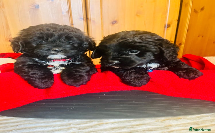 Cockapoo dogs Stunning F1 cockapoo puppy’s 💙 - Advert 2