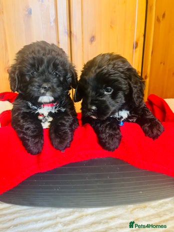 Cockapoo dogs Stunning F1 cockapoo puppy’s 💙 - Advert 2