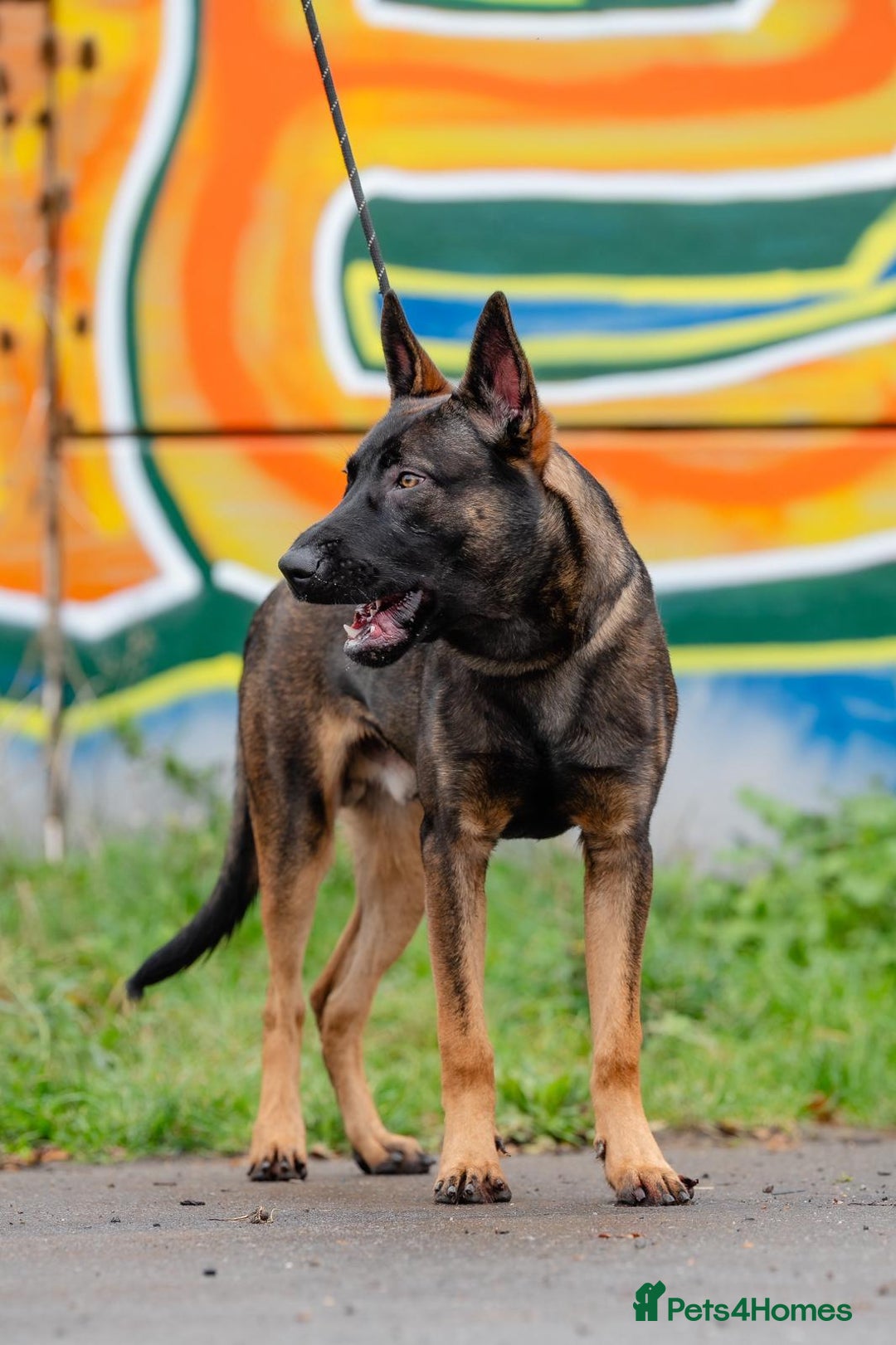 Belgian Shepherd Dog dogs for sale: Herder Bones 🦴 - Advert 14